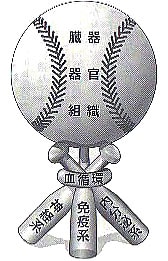 人体組成模式図