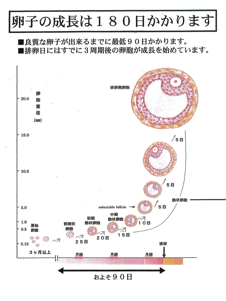 妊娠力を上げる漢方子宝療法