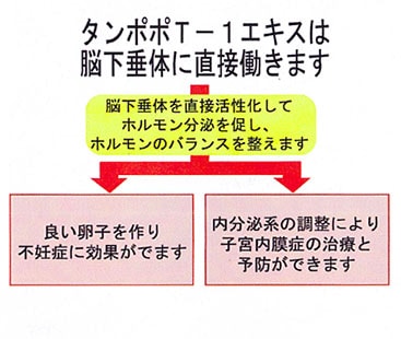 タンポポT-1エキスは脳下垂体に直接働きます