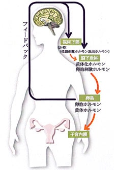 タンポポT-1エキスは脳下垂体に直接働きます